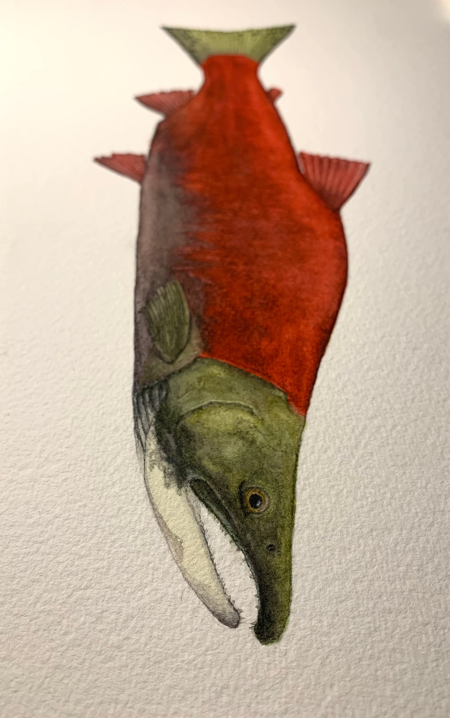 Original Sockeye Salmon