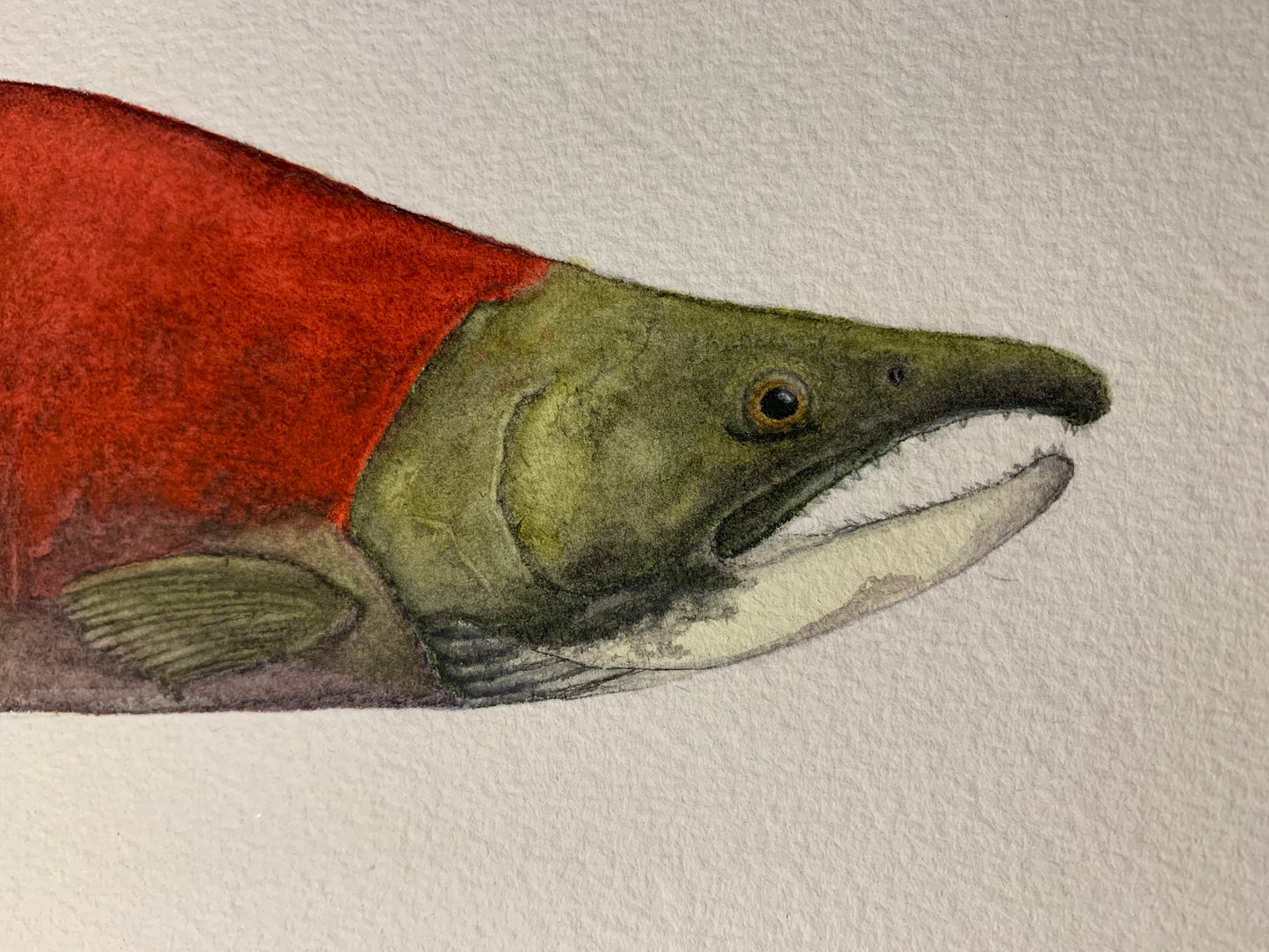 Original Sockeye Salmon