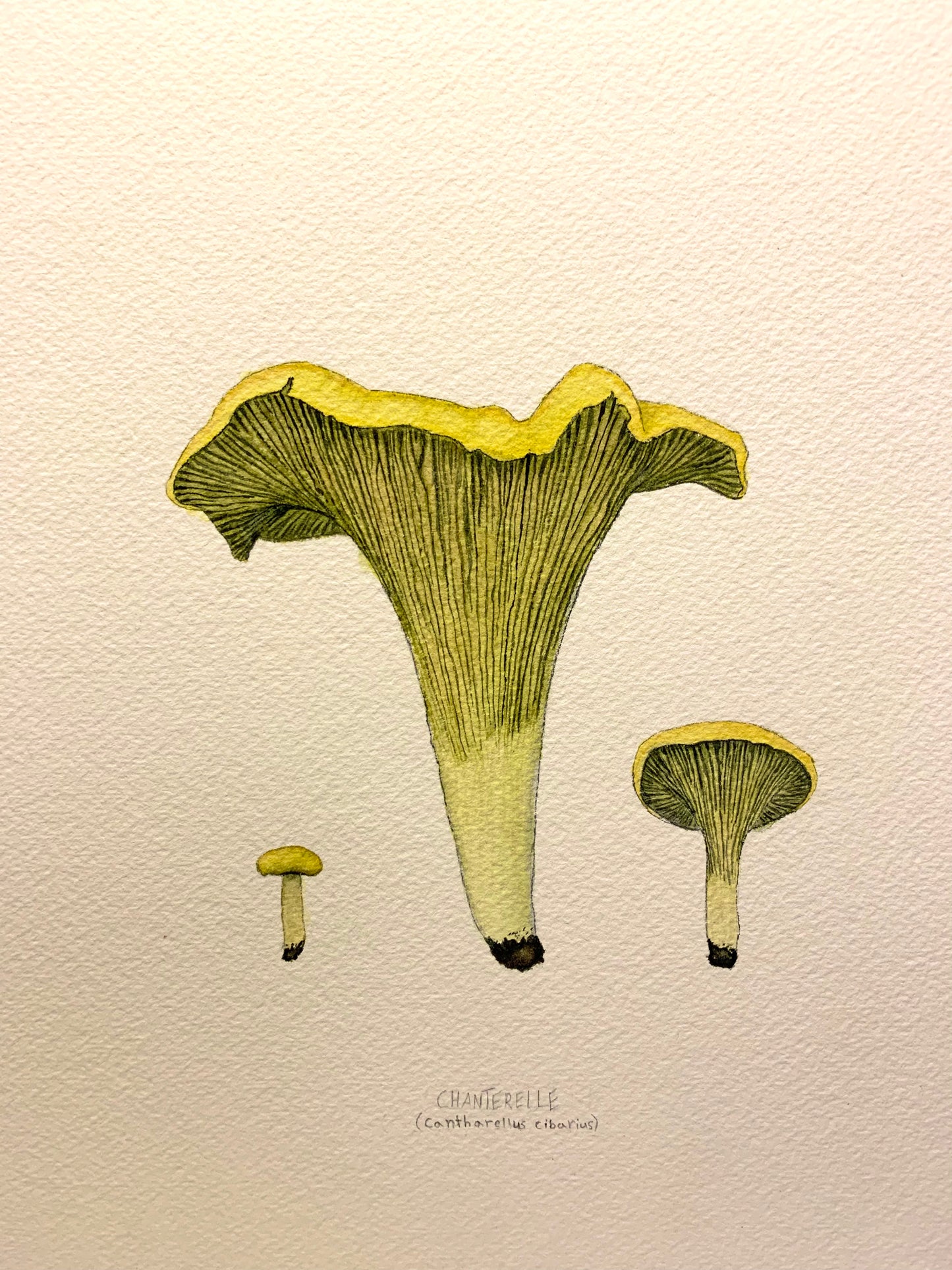 Original Golden Chanterelle