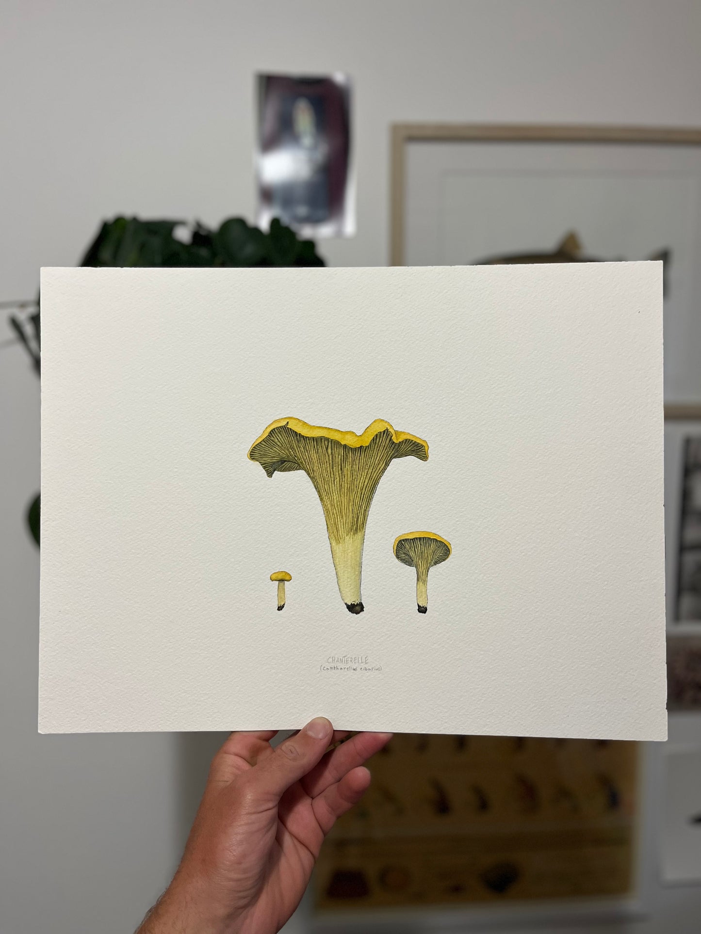 Original Golden Chanterelle