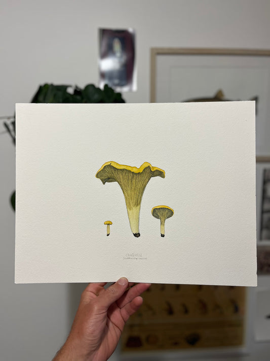 Original Golden Chanterelle