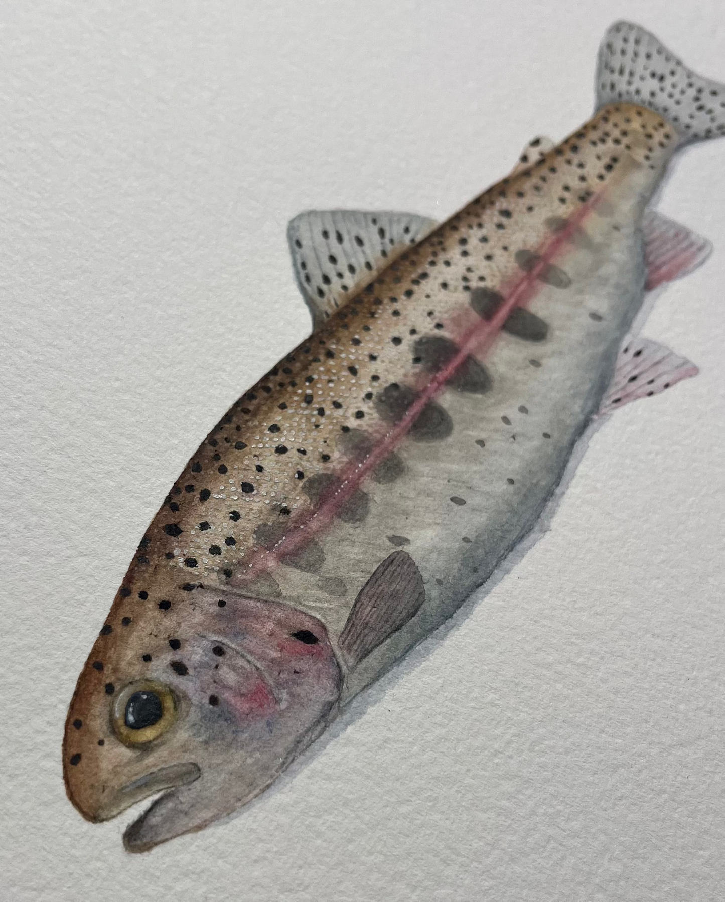 Rainbow Trout Parr