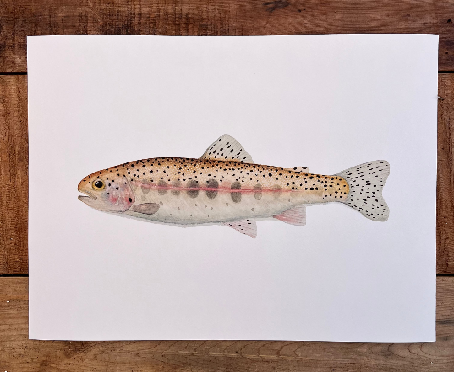 Rainbow Trout Parr