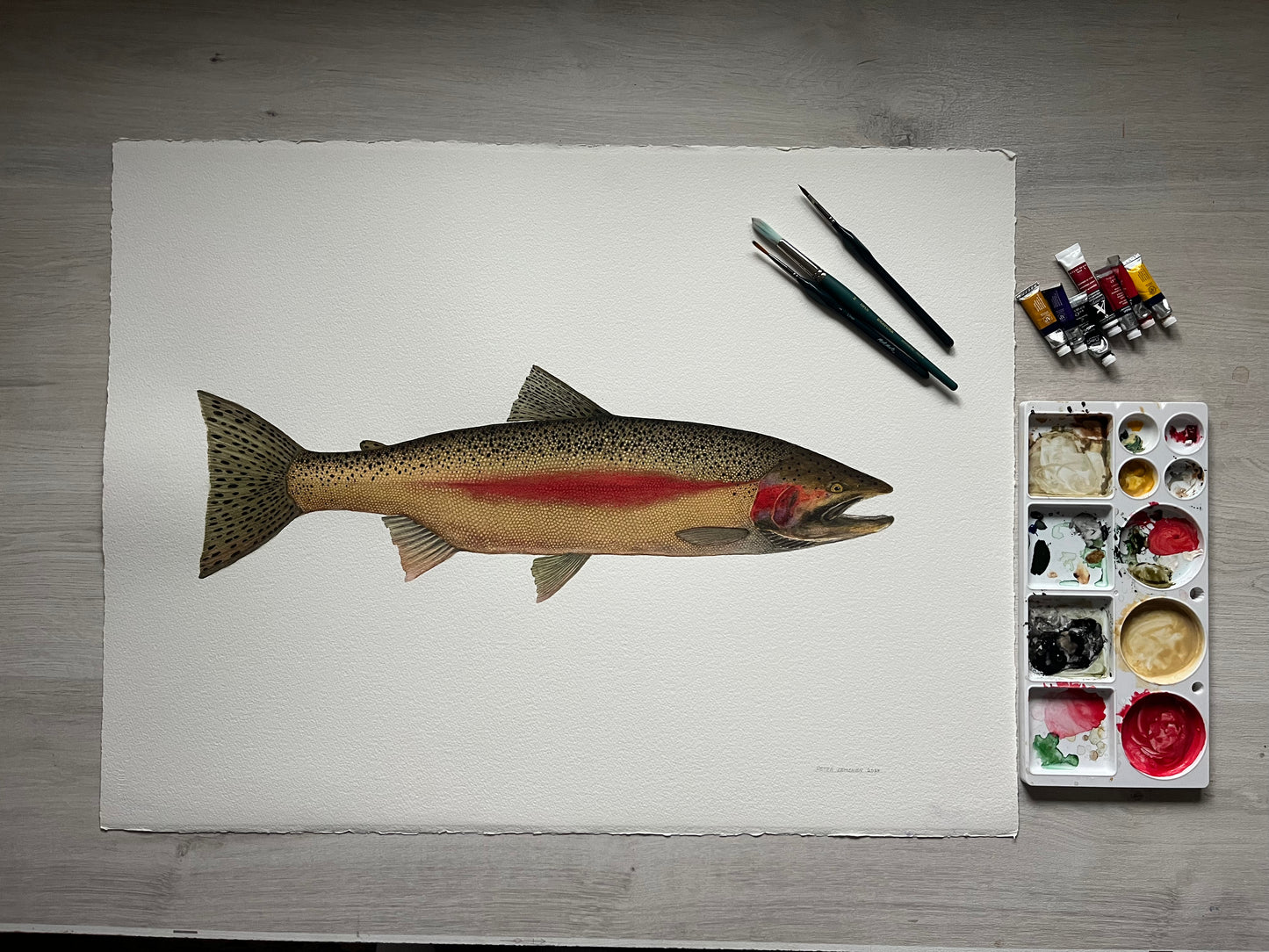 Original Steelhead Trout