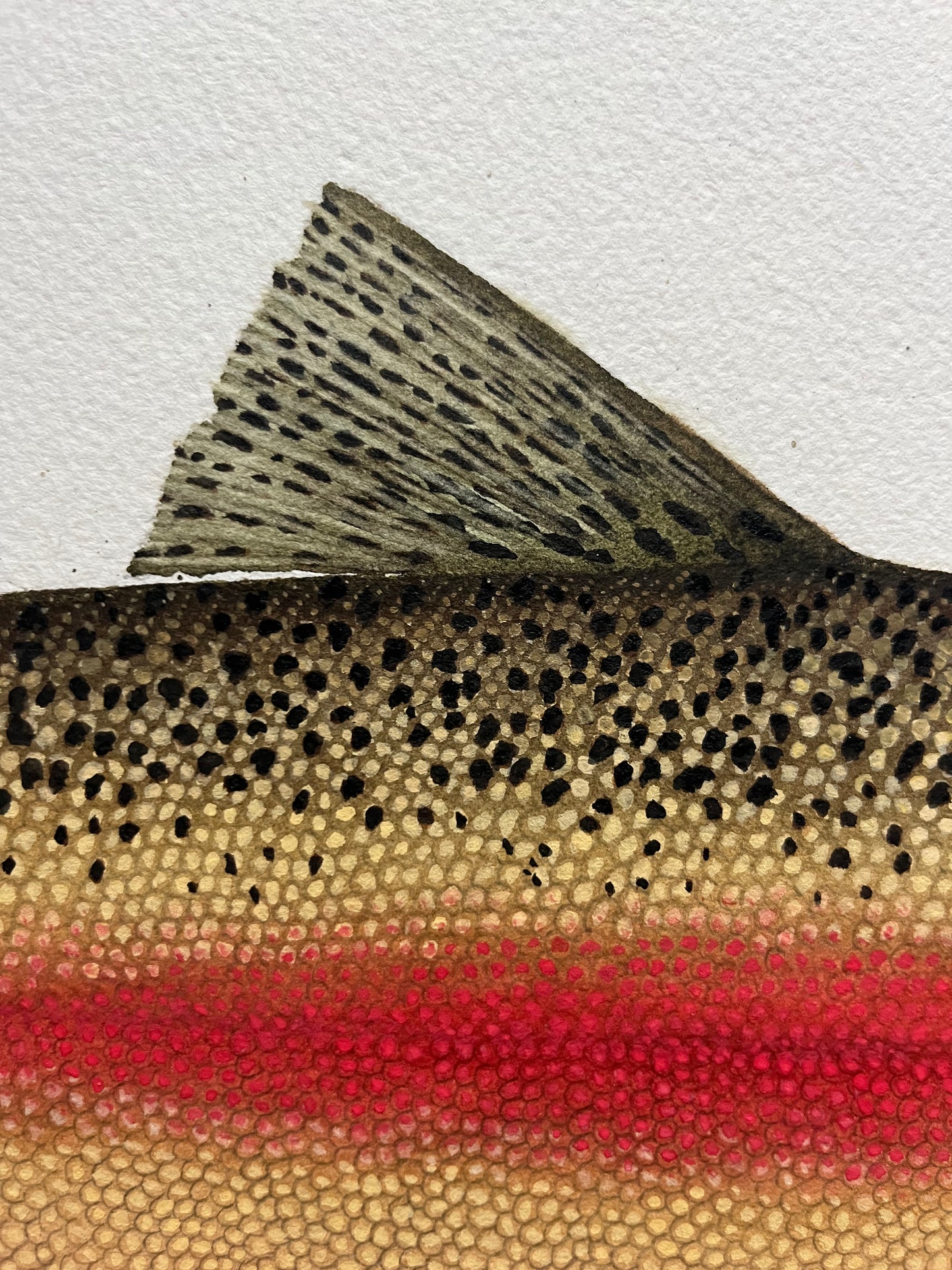 Original Steelhead Trout