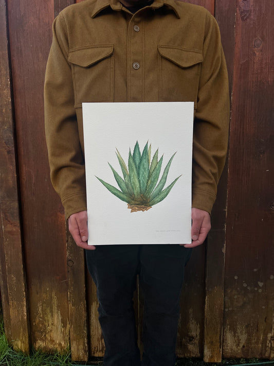 Original Agave