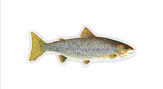 Cutthroat Trout Sticker