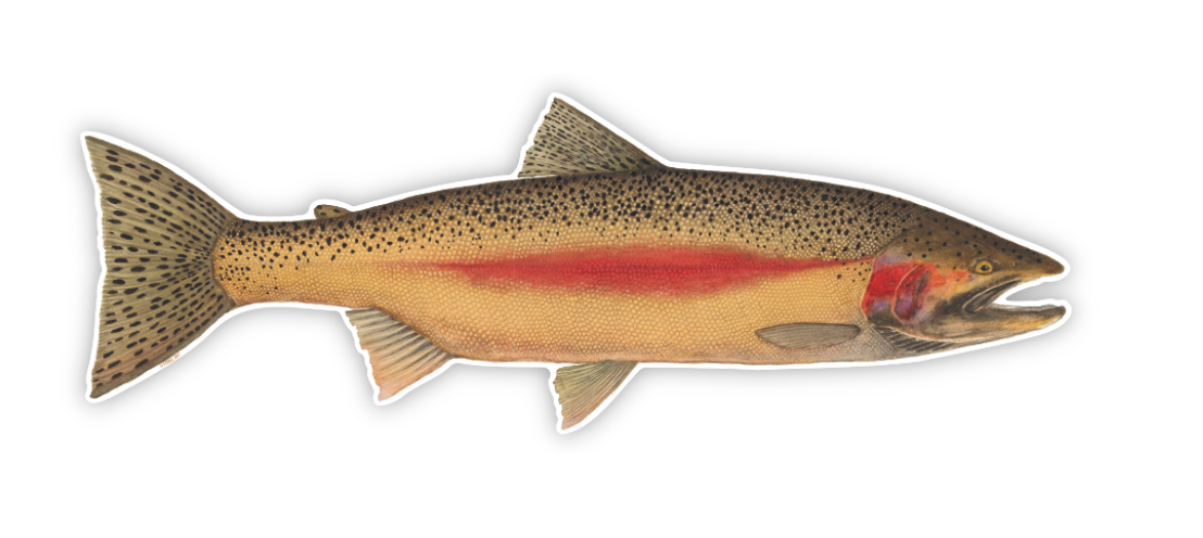 Steelhead sticker