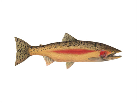 Steelhead Trout Print