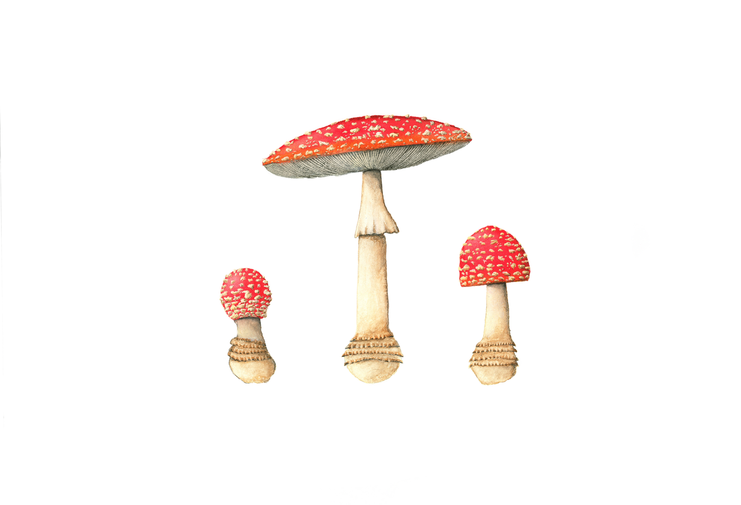 Amanita Muscaria Print