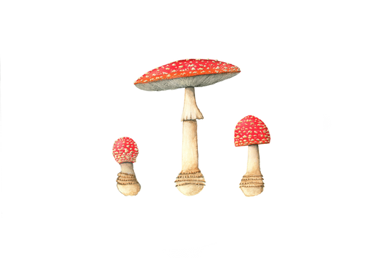 Amanita Muscaria Print