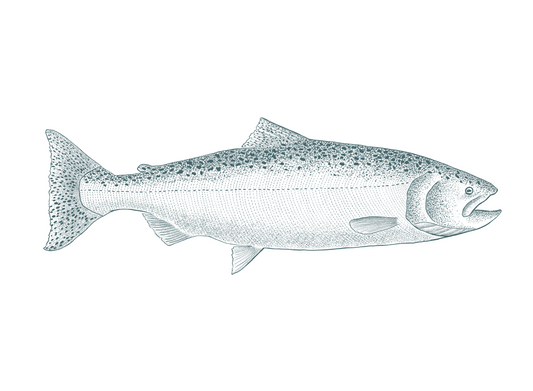 Chinook Salmon Print