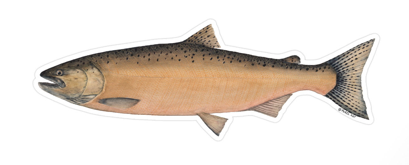 Chinook Sticker