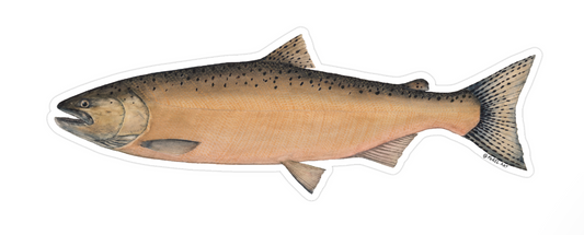 Chinook Sticker