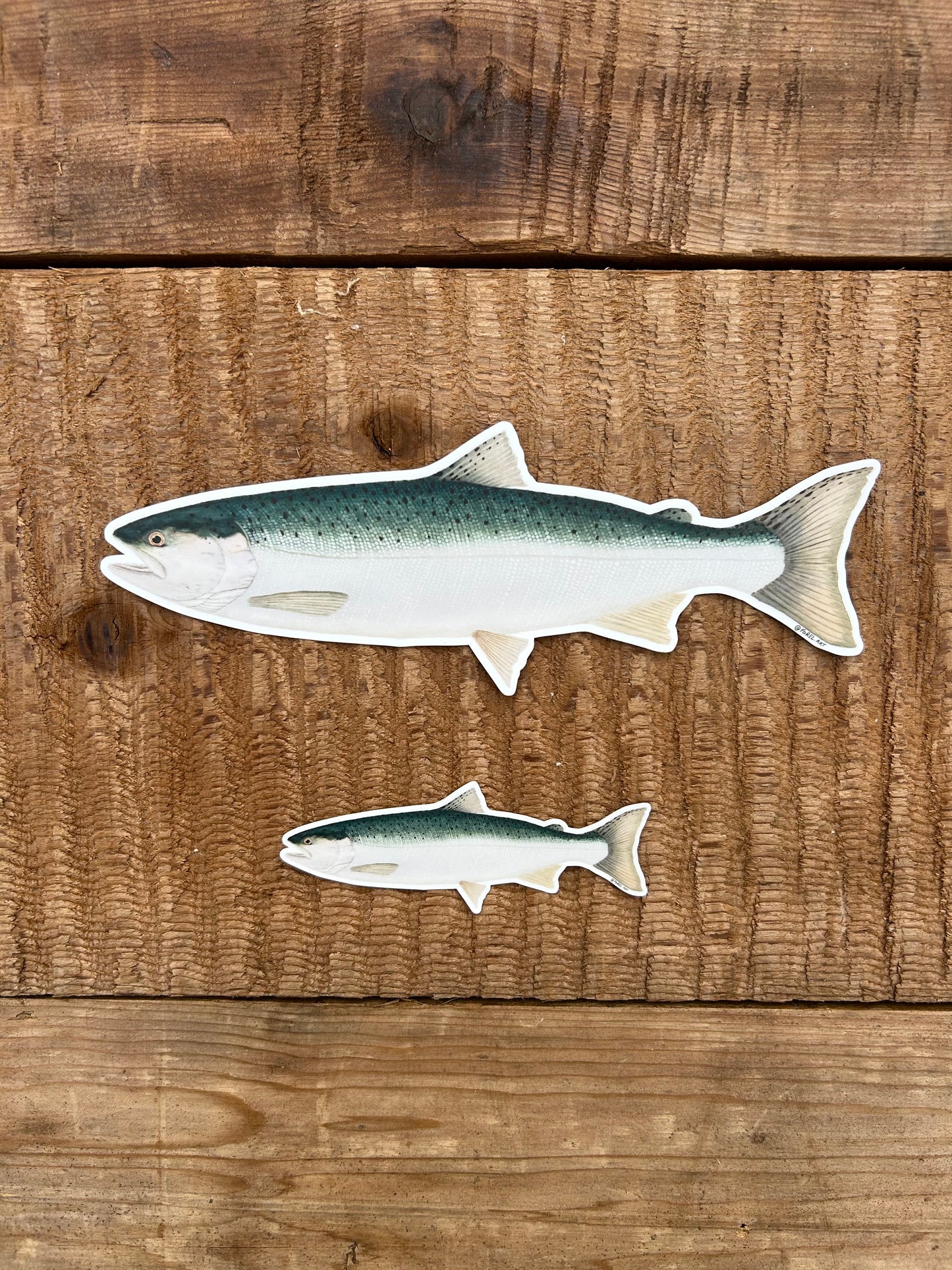 Chrome Coho Sticker