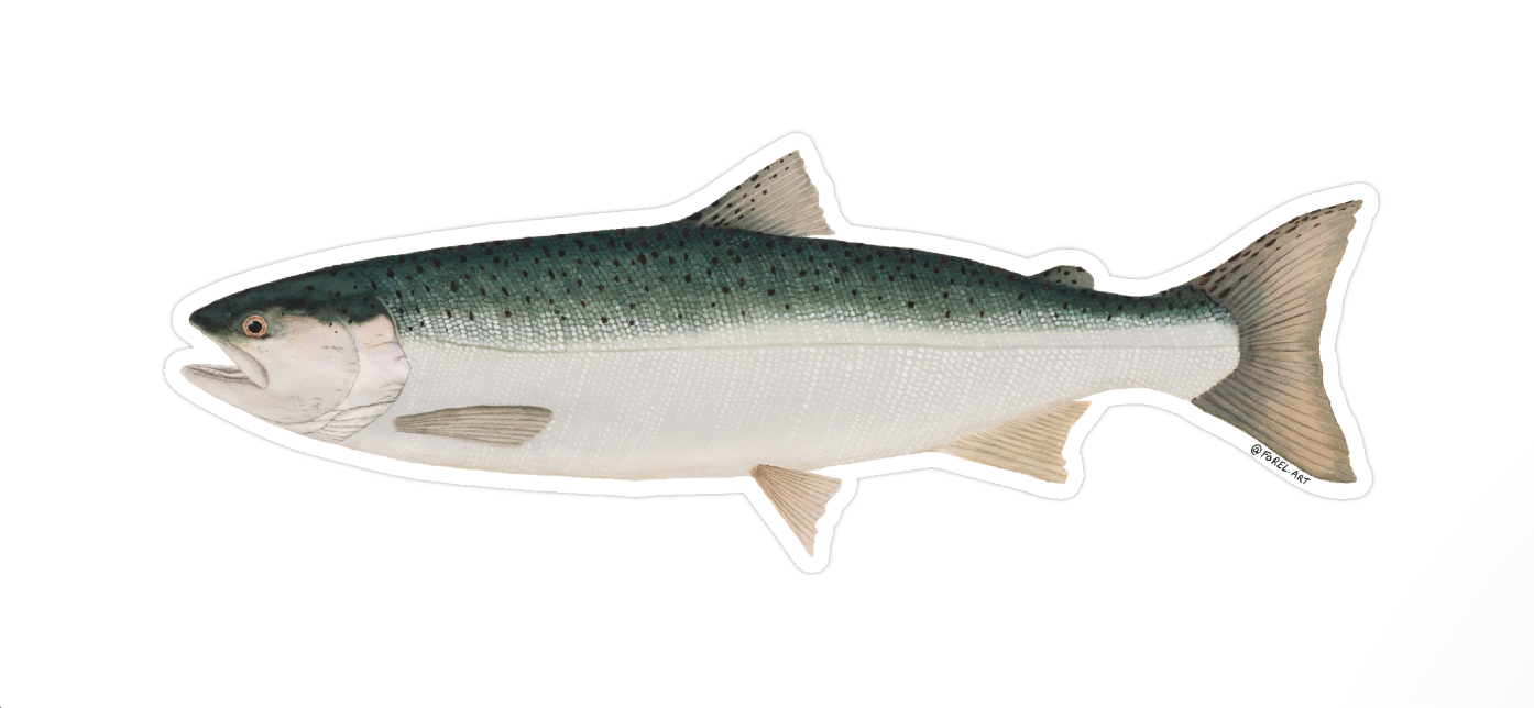 Chrome Coho Sticker