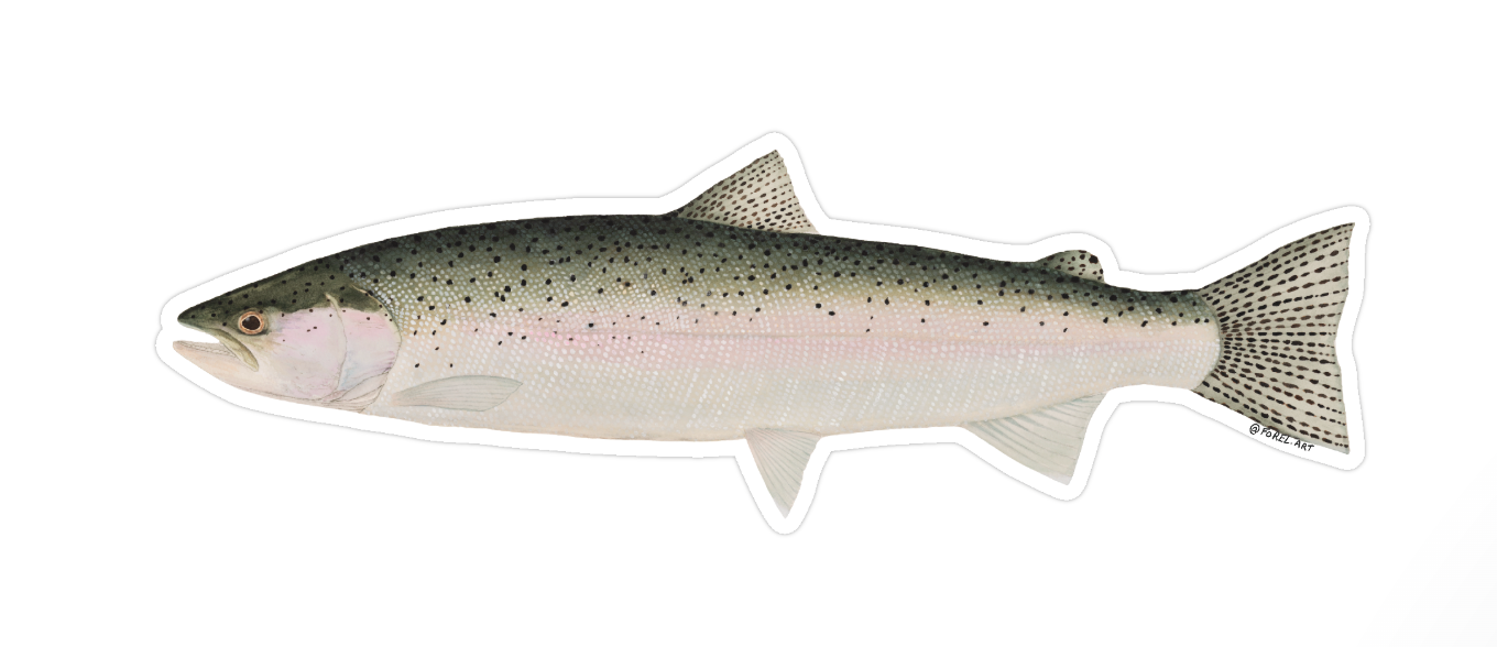 Chrome Steelhead Sticker