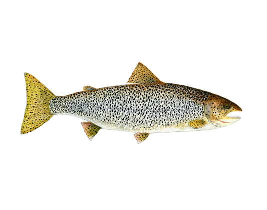 Cutthroat Trout