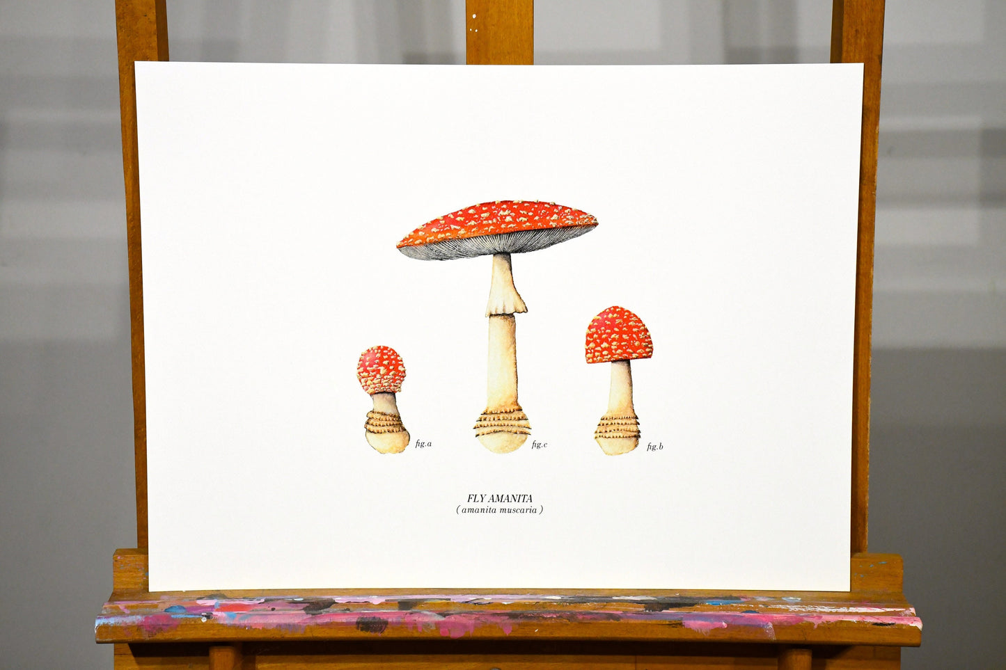 Amanita Muscaria Print