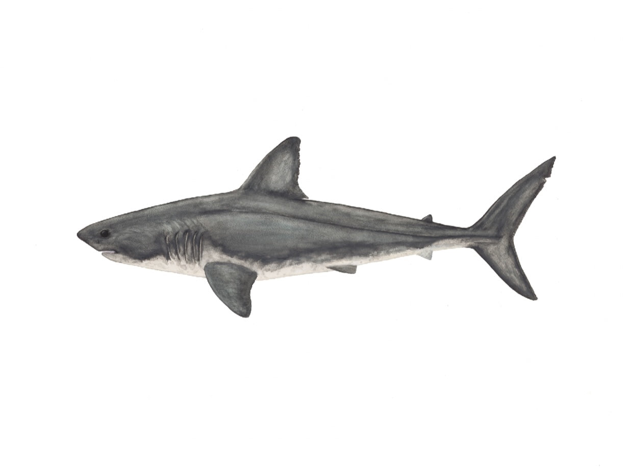 Salmon Shark