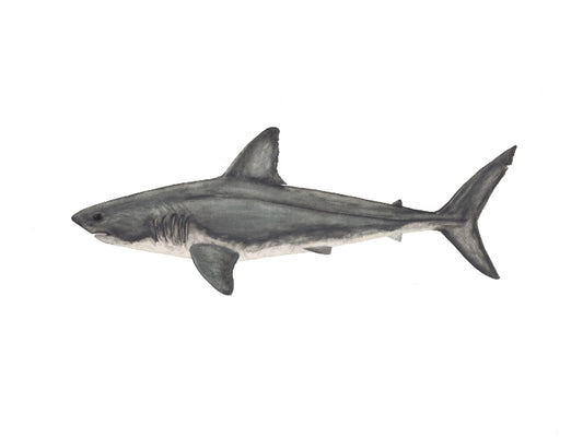 Salmon Shark