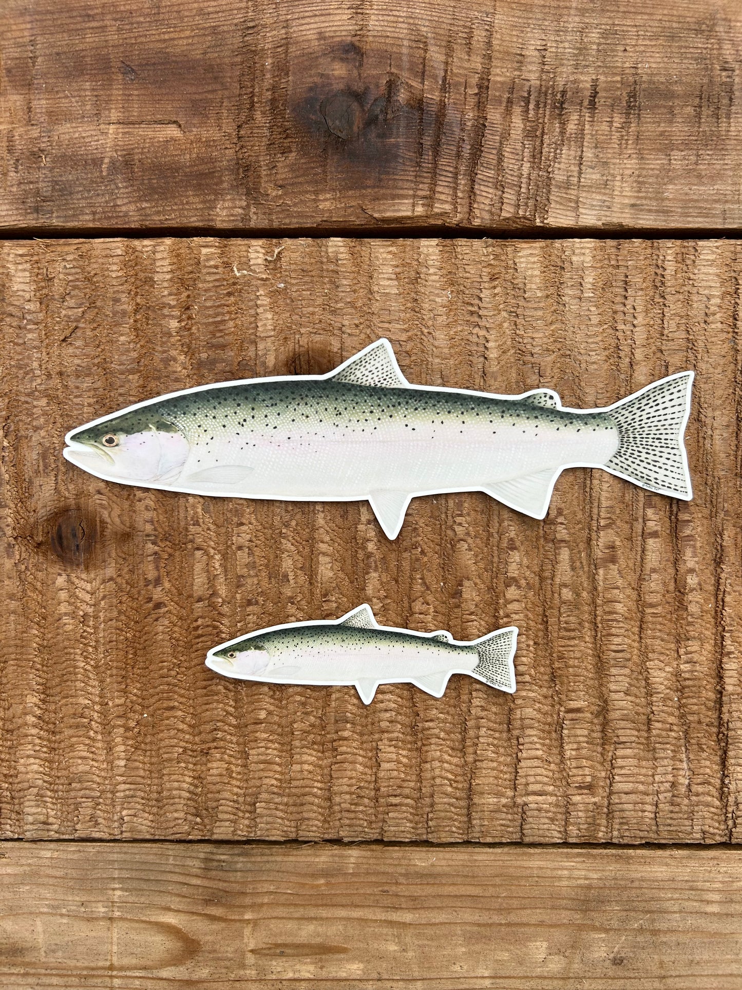 Chrome Steelhead Sticker