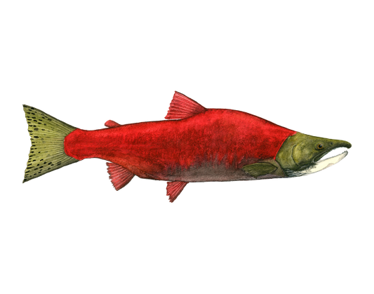 Sockeye Salmon Print