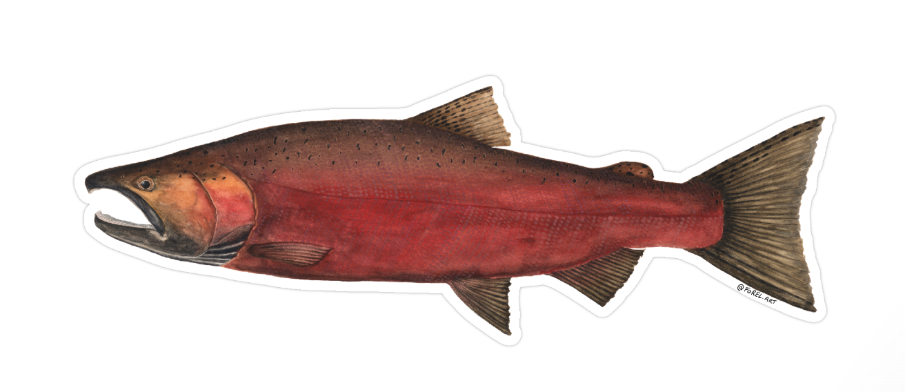 Spawning Coho Sticker