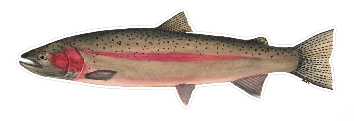 Spawning Steelhead sticker
