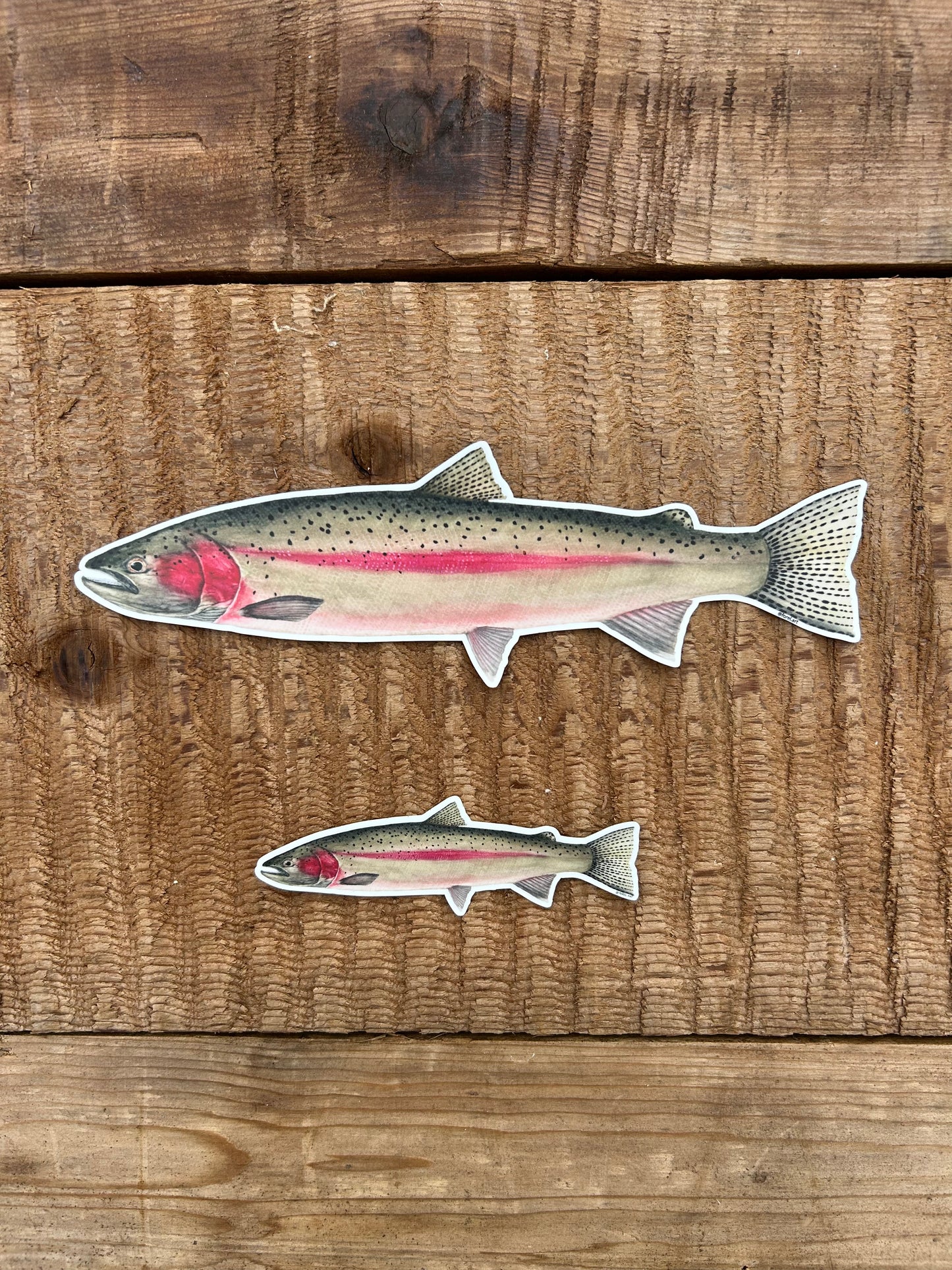 Spawning Steelhead sticker