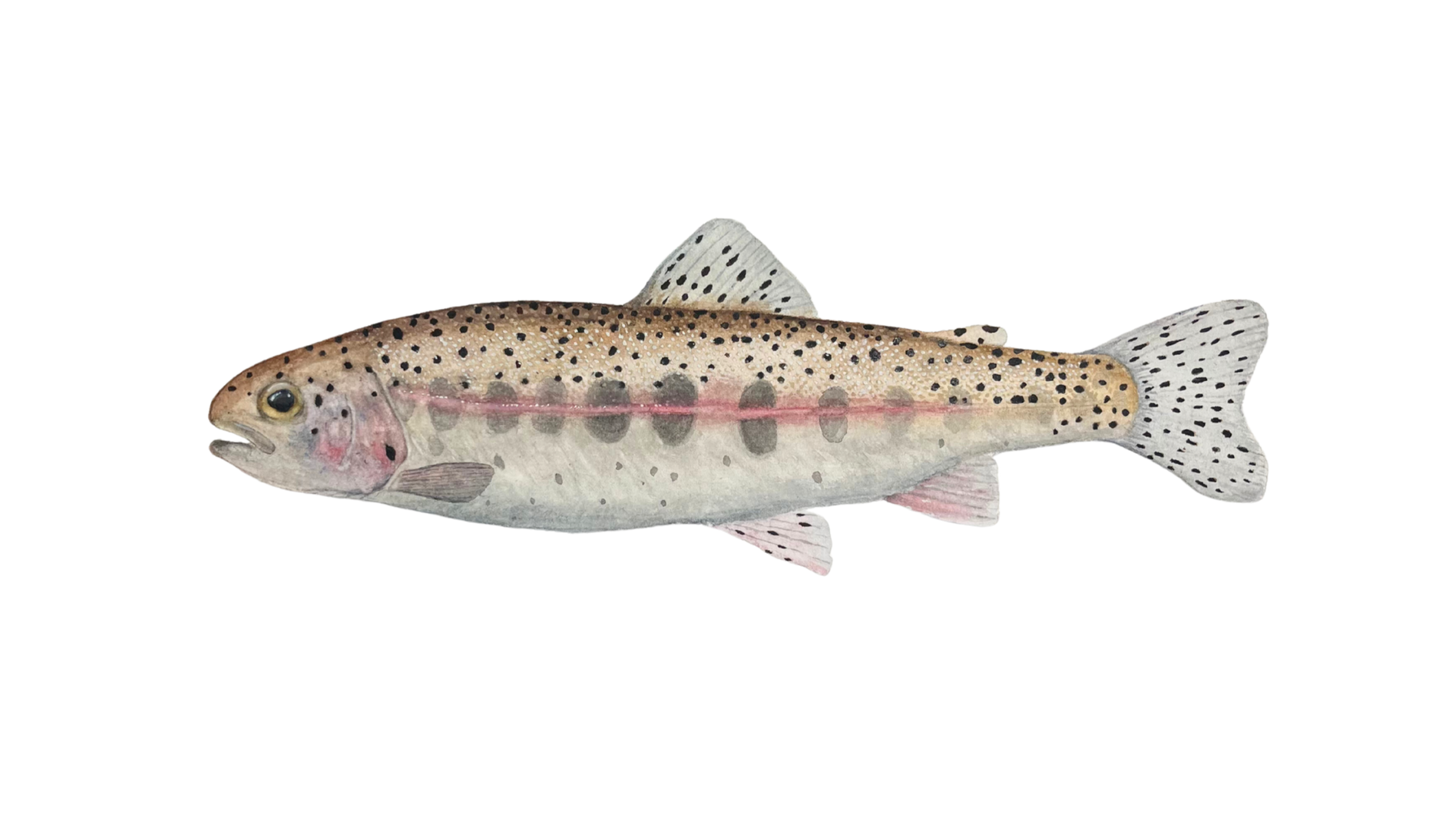Rainbow Trout Parr