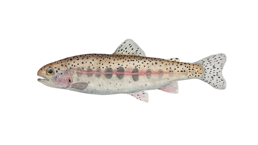 Rainbow Trout Parr